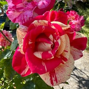 Meet your Posher, Soraya